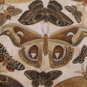 English Moths Picture Zoomed