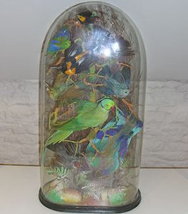 Victorian Display of Exotic Birds in Original Glass Dome