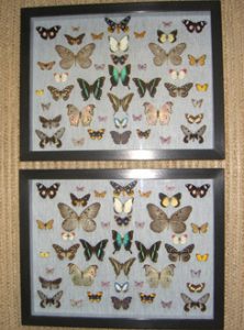 Pair of Butterfly Cases